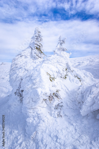 Ciucas mountains in winter, Romanian Carpathians. Fir trees and junipers full of frozen snow. 