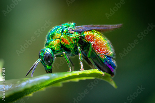 Close-up of an amazing cuckoo wasp sitting on a green leaf