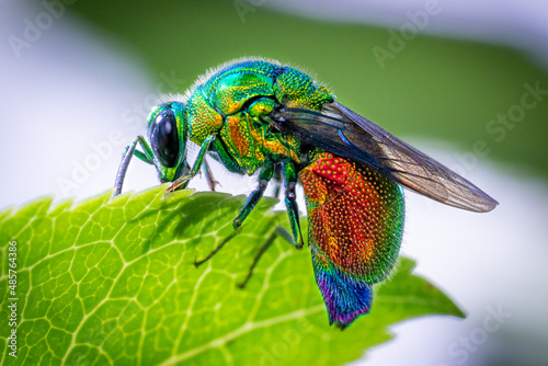 Macro of a colourful cuckoo wasp sitting on a green leaf © Photobookroom