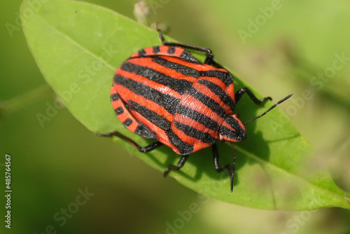 Punaise arlequin (Graphosoma lineatum)