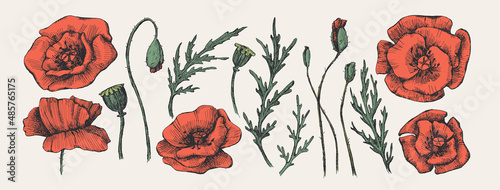 Set of hand-drawn poppies. Buds and flowers of garden plants vector illustration. Botanical illustration for floral background. Design element for postcard, poster, cover, invitation.