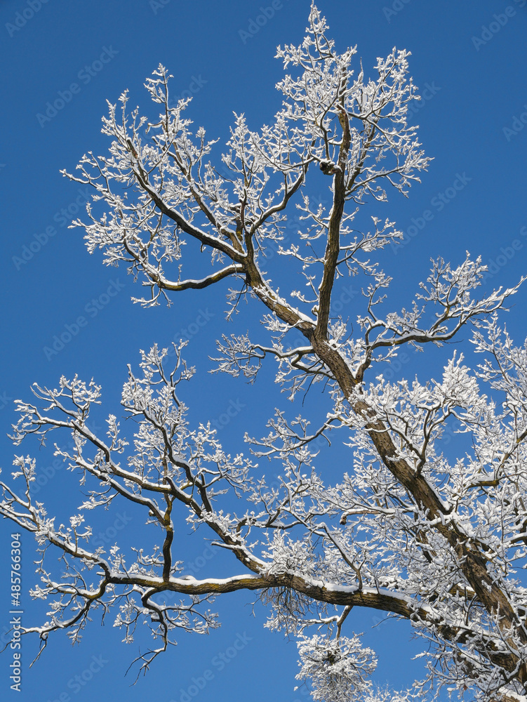 Snowed trees in winter time