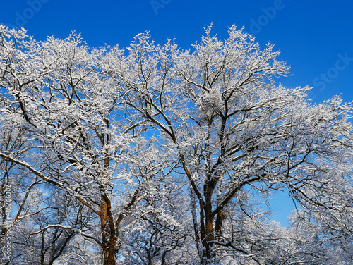 Snowed trees in winter time