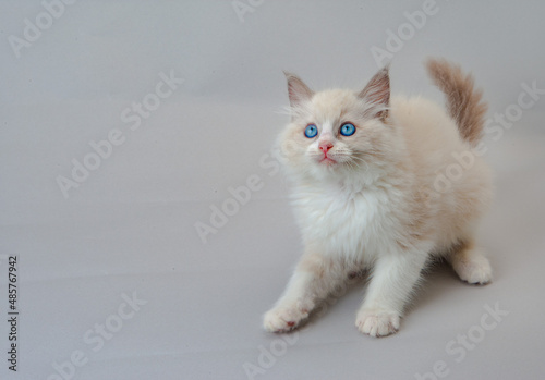 ラグドールの子猫 青い目