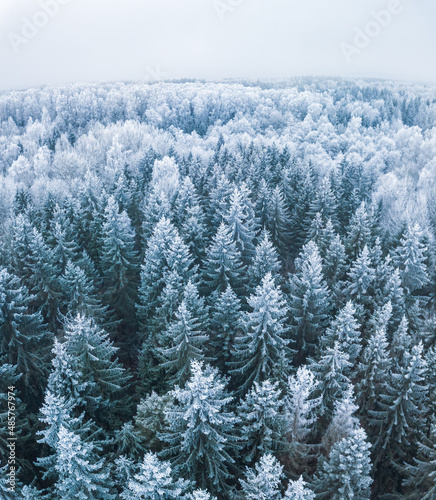 Frozen tree branches in a foggy sky background, extremely cold environment. Winter view, frosty, cold, icy landscape