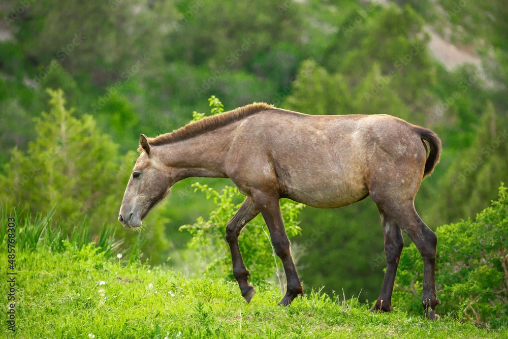 Horse and newborn foal on the background of mountains, a herd of horses graze in a meadow in summer and spring, the concept of cattle breeding, with place for text.