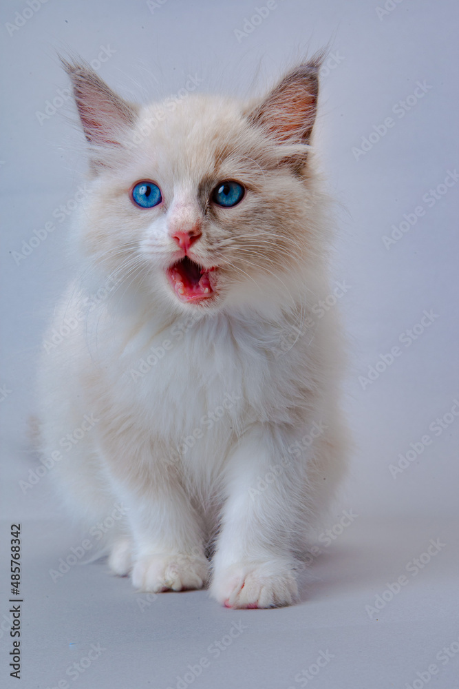 ラグドールの子猫 ラグドールの子猫