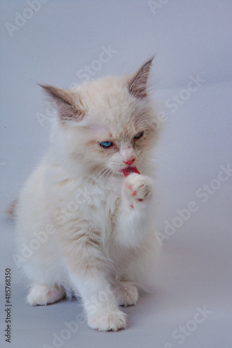 ラグドールの子猫　青い目 © 田中史彦