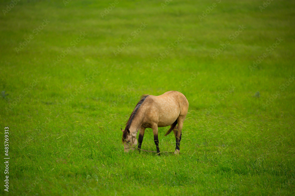 Horse and newborn foal on the background of mountains, a herd of horses graze in a meadow in summer and spring, the concept of cattle breeding, with place for text. Horse and newborn foal on the background of mountains, a herd of horses graze in a meadow in summer and spring, the concept of cattle breeding, with place for text.