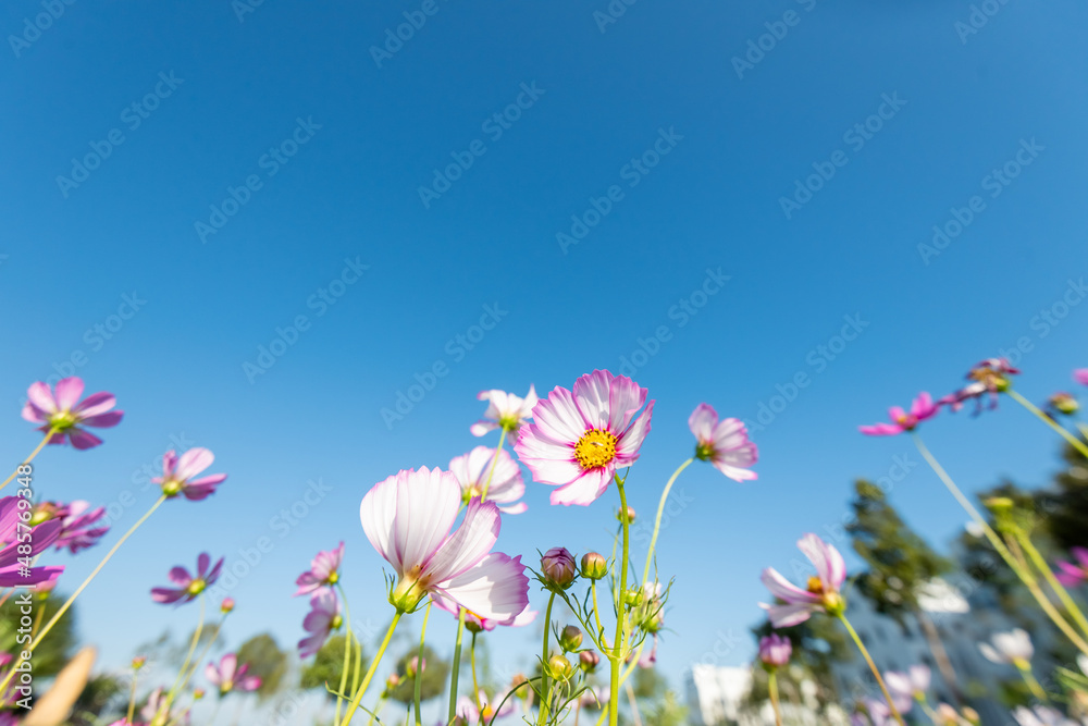 Royalty high quality free stock image. Close-up Pink Sulfur Cosmos flowers blooming on garden plant in blue sky background Royalty high quality free stock image. Close-up Pink Sulfur Cosmos flowers blooming on garden plant in blue sky background
