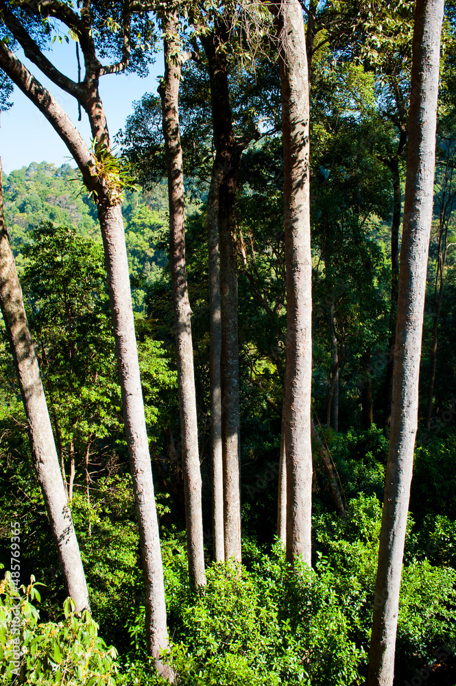 Fototapeta premium Jungle Landscape at Jungle Flight, Chiang Mai, Thailand, Southeast Asia