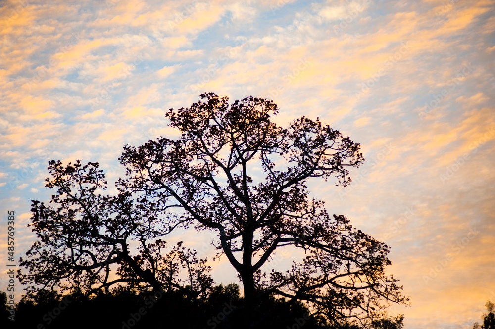 Tree Silhouetted at Sunset on the Mekong River Bank taken from the Slow Boat from Thailand to Vientiane, Laos, Southeast Asia Tree Silhouetted at Sunset on the Mekong River Bank taken from the Slow Boat from Thailand to Vientiane, Laos, Southeast Asia