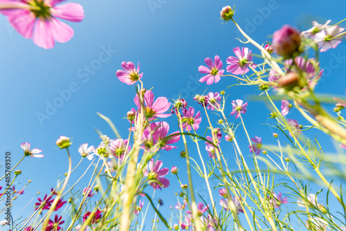 Royalty high quality free stock image. Close-up Pink Sulfur Cosmos flowers blooming on garden plant in blue sky background