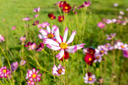 Fototapeta Naklejka Na Ścianę i Meble -  Royalty high quality free stock image. Close-up Pink Sulfur Cosmos flowers blooming on garden plant in blue sky background