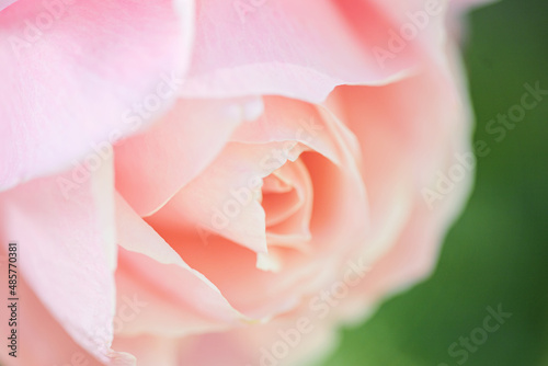 Background of a pink rose flower. Spring blooming flower background