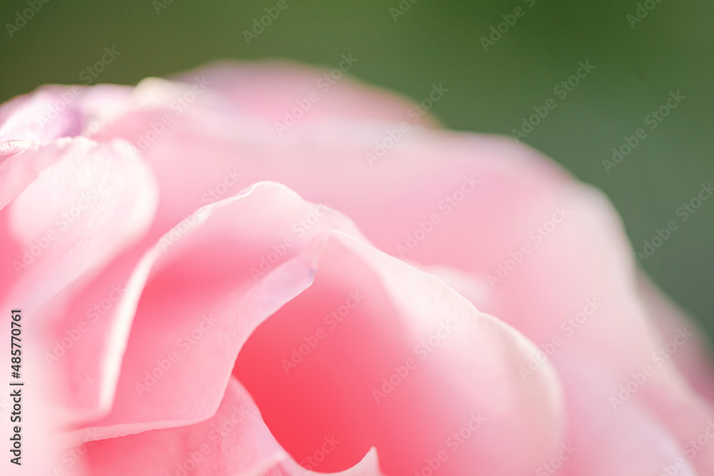 Background of a pink rose flower. Spring blooming flower background
