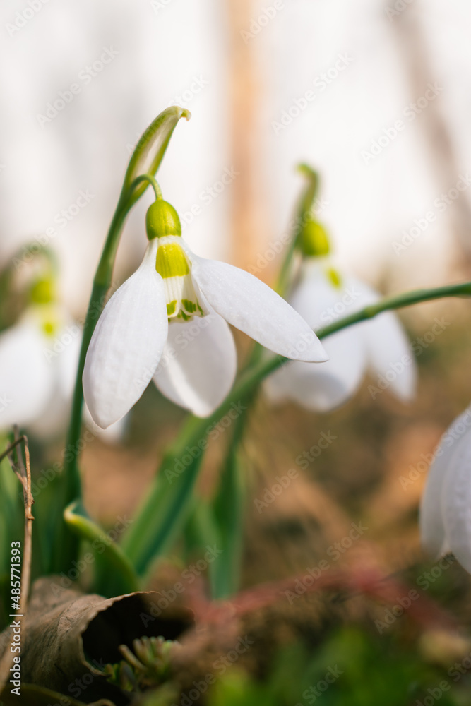Blooming snowdrops in the garden in February Blooming snowdrops in the garden in February