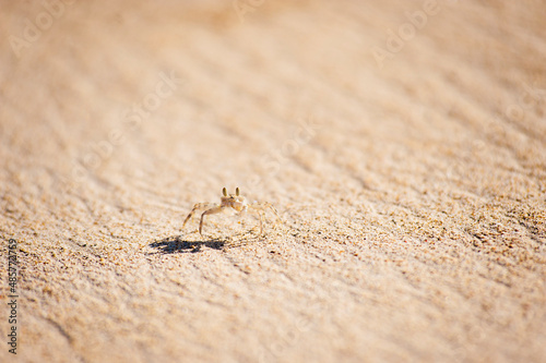 May 17th – Crab on Selong Belanak Beach, South Lombok, Indonesia, Asia, background with copy space © Matthew