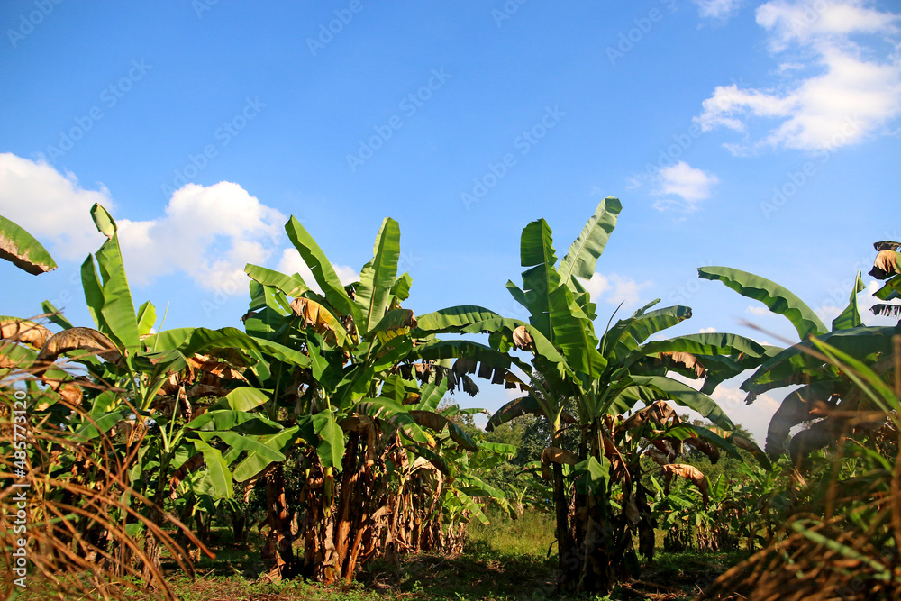 custom made wallpaper toronto digitalLarge, green leaves of a banana palm tree on a sunny day