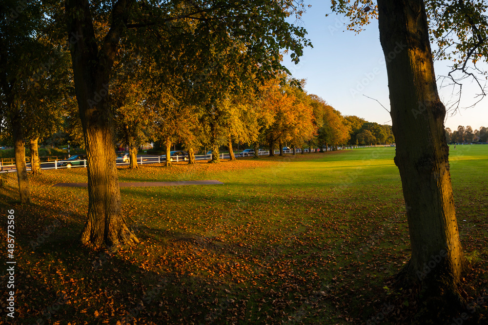 Autumn trees in a park, Marlborough, Wiltshire, England, United Kingdom, Europe