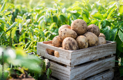 Fresh potatoes in a wooden box in a field. Harvesting organic potatoes. photo