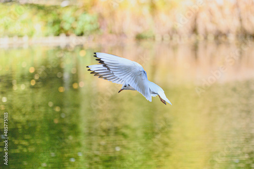 white heron in flight © Wojciech Zieliński 