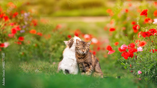 two cute cats walking in a summer sunny garden on green grass in surrounded by red poppy flowers and caressed photo