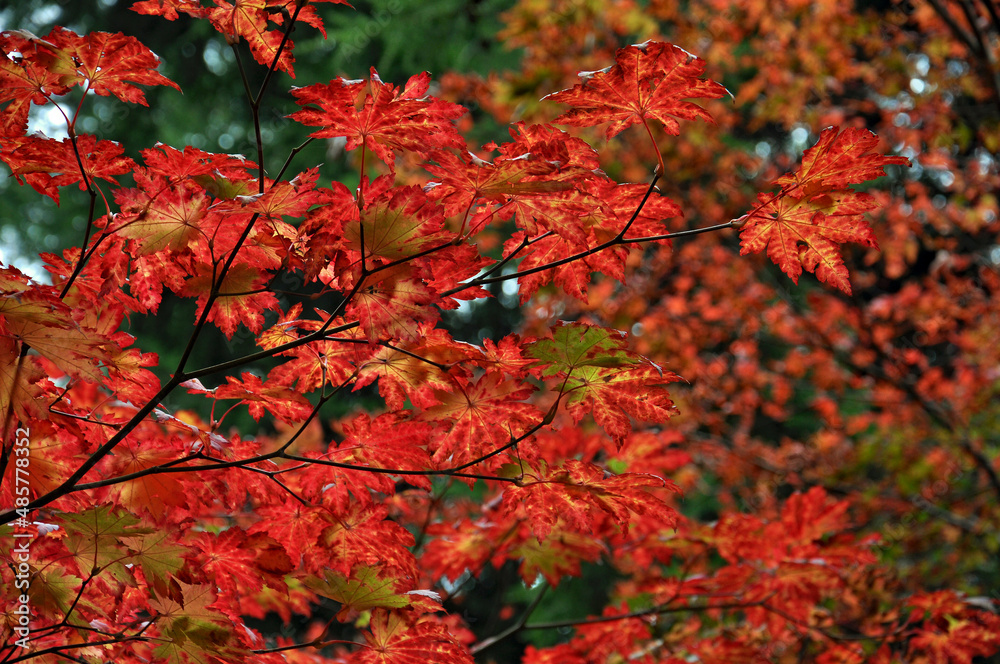 Autumn leaves in the park. Autumn leaves in the park.