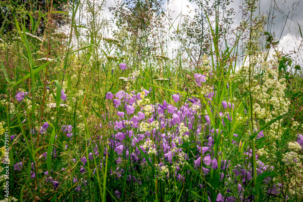 First spring flowers, Colorful flowers and plants in the garden, Spring sunlight First spring flowers, Colorful flowers and plants in the garden, Spring sunlight