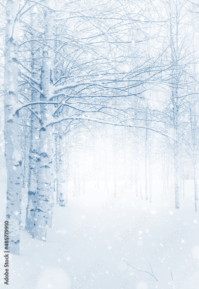Winter landscape. Snow-covered birch grove.  Winter background with snow-covered birch trees. Snowfall in winter park