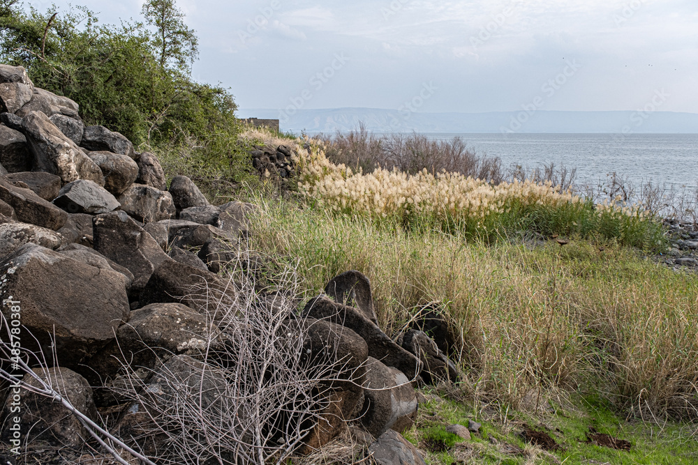 Fototapeta premium View of the Sea of Galilee, the Golan Heights and the rich fauna as seen from the trail along the western coast of the lake, Lake Kinneret, Galilee, Israel 