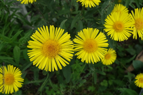 Yellow flowers on a green background