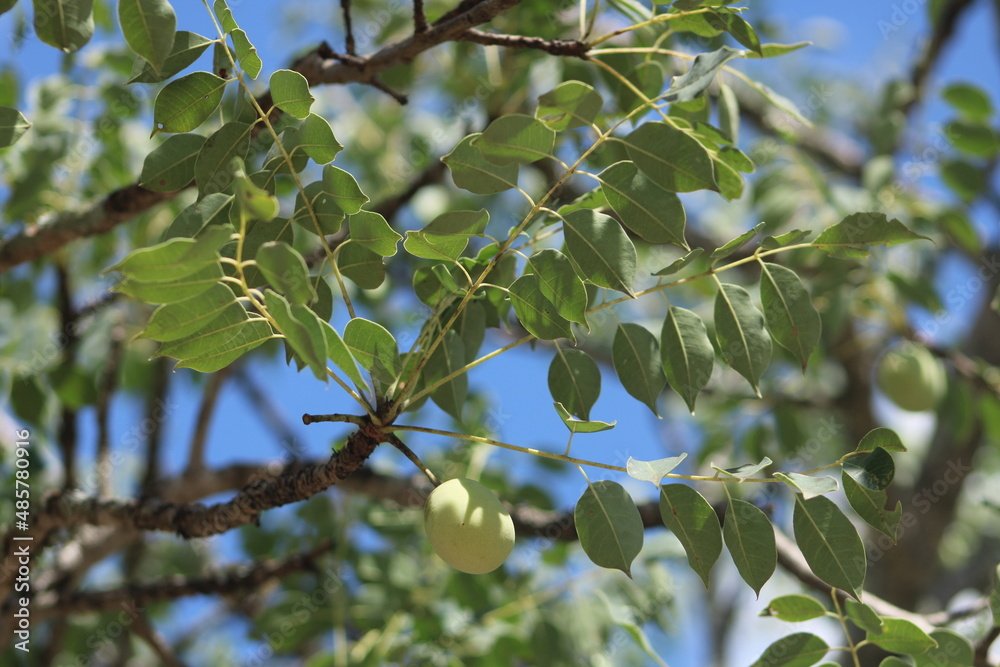 marula tree fruits in South Africa
