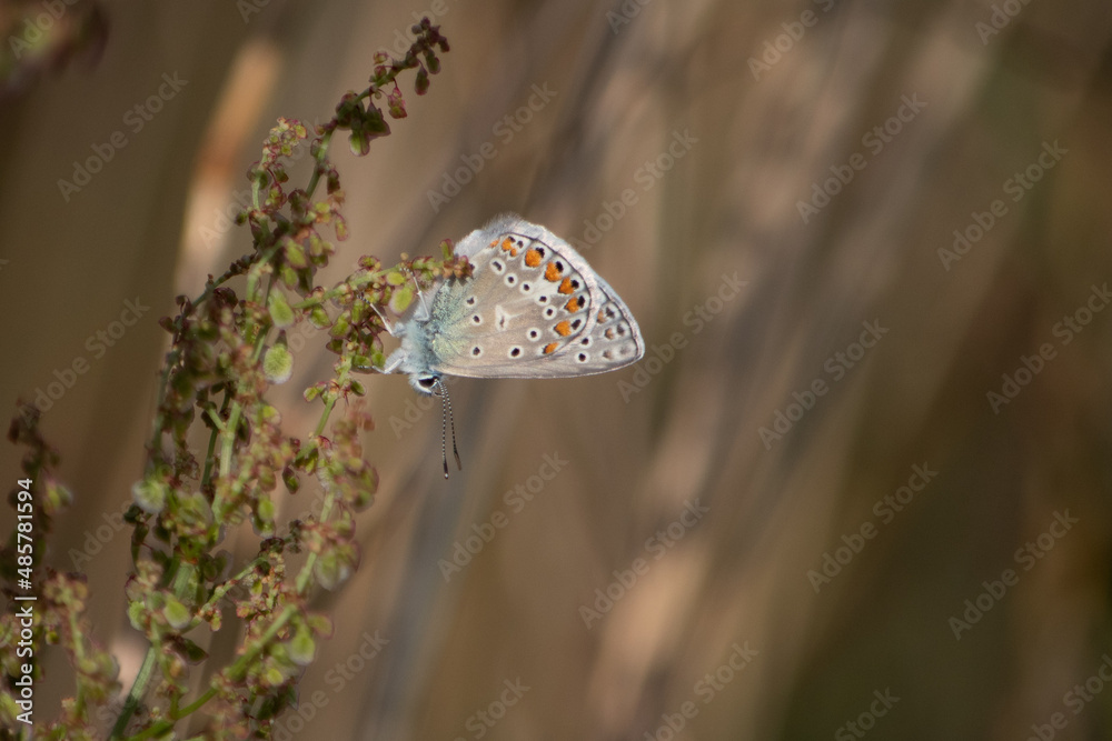Motyl modraszek ikar siedzi na roślinie na brązowym tle łąki - obrazy, fototapety, plakaty 