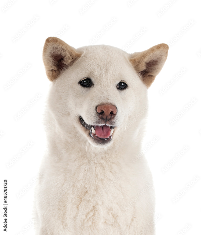 white shiba inu in studio