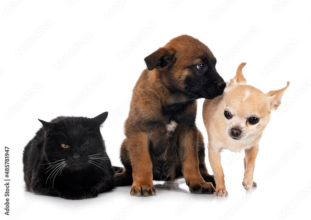 puppy malinois and cat in studio puppy malinois and cat in studio