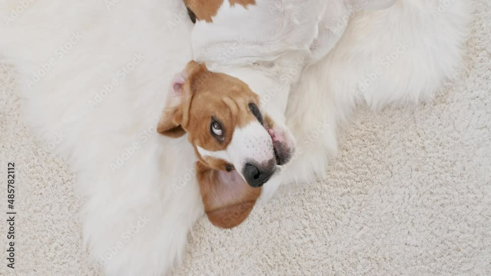 The owner of the beagle dog lying on the back and stroking her pet. Enjoying the warm home atmosphere. Mans best friend. High quality 4k footage The owner of the beagle dog lying on the back and stroking her pet. Enjoying the warm home atmosphere. Mans best friend. High quality 4k footage