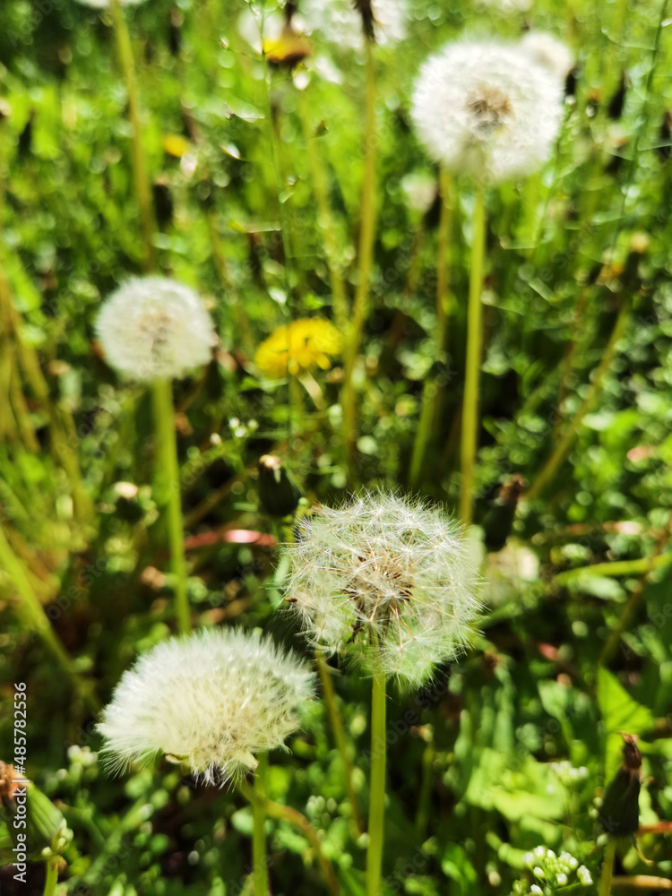 Top view of a common dandelion Taraxacum officinale, a flowering herbaceous perennial plant of the family Asteraceae. The round ball of silver tufted fruits is called a blowball or clock. Top view of a common dandelion Taraxacum officinale, a flowering herbaceous perennial plant of the family Asteraceae. The round ball of silver tufted fruits is called a blowball or clock.