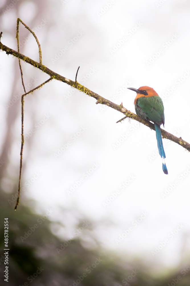Bird in the Choco Rainforest, Ecuador. This area of jungle is the Mashpi Cloud Forest in the Pichincha Province of Ecuador, South America Bird in the Choco Rainforest, Ecuador. This area of jungle is the Mashpi Cloud Forest in the Pichincha Province of Ecuador, South America