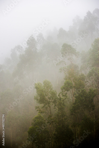 Misty forest landscape, Hacienda Zuleta, Imbabura, Ecuador, South America photo