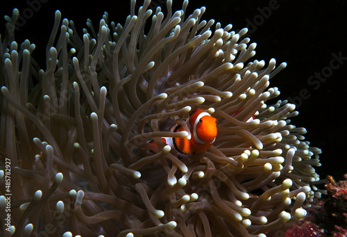 A False clown anemonefish in anemone Cebu Philippines