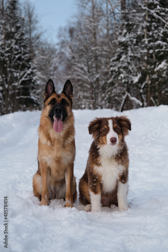 Two purebred dogs. Aussie red tricolor with funny shaggy ears. Portrait of Australian Shepherd puppy in snow next to German Shepherd on winter forest road. Mans best friends. © Ekaterina