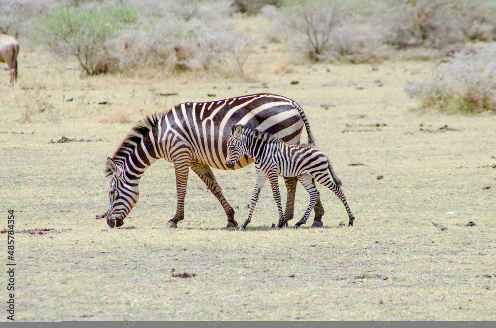 Mother and baby Zebra on the savanna Mother and baby Zebra on the savanna