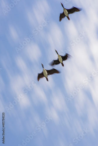 Guanay cormorant or shag (Phalacrocorax or Leucocarbo bougainvillii) birds flying, Ballestas Islands, Paracas, Peru, South America