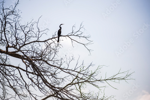 Bird sihouetted at Sandoval Lake  Tambopata National Reserve  Amazon Jungle of Peru  South America