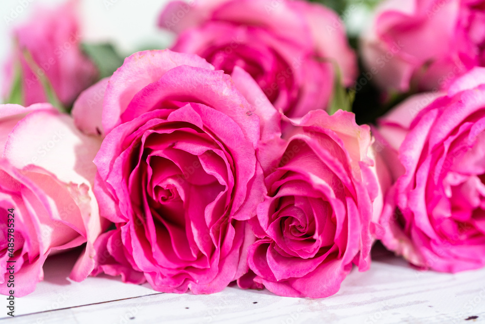 Pink roses Pink roses