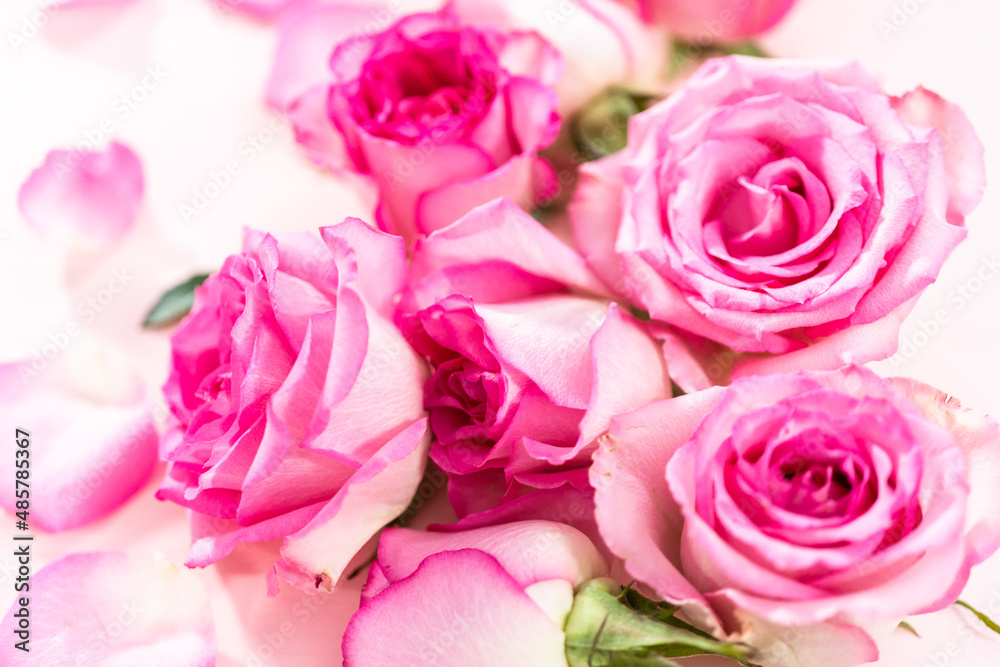 Pink roses