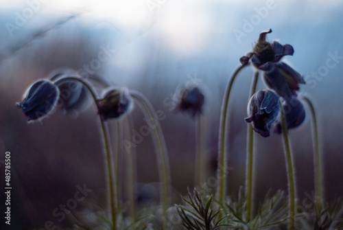 spring flowers in bloom.
Unusual flowering of sleep-grass