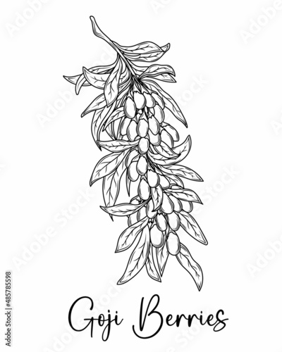 Goji berry fruit hand drawn vector botanical illustration.