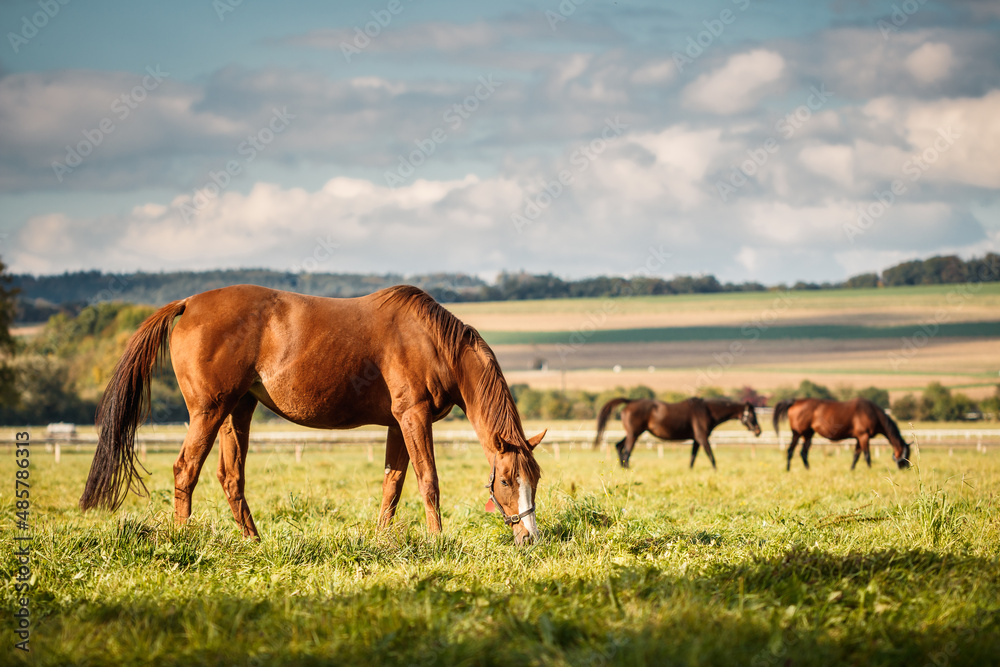 Herd of horses grazing grass on pasture. Animal farm. Red thoroughbred horse